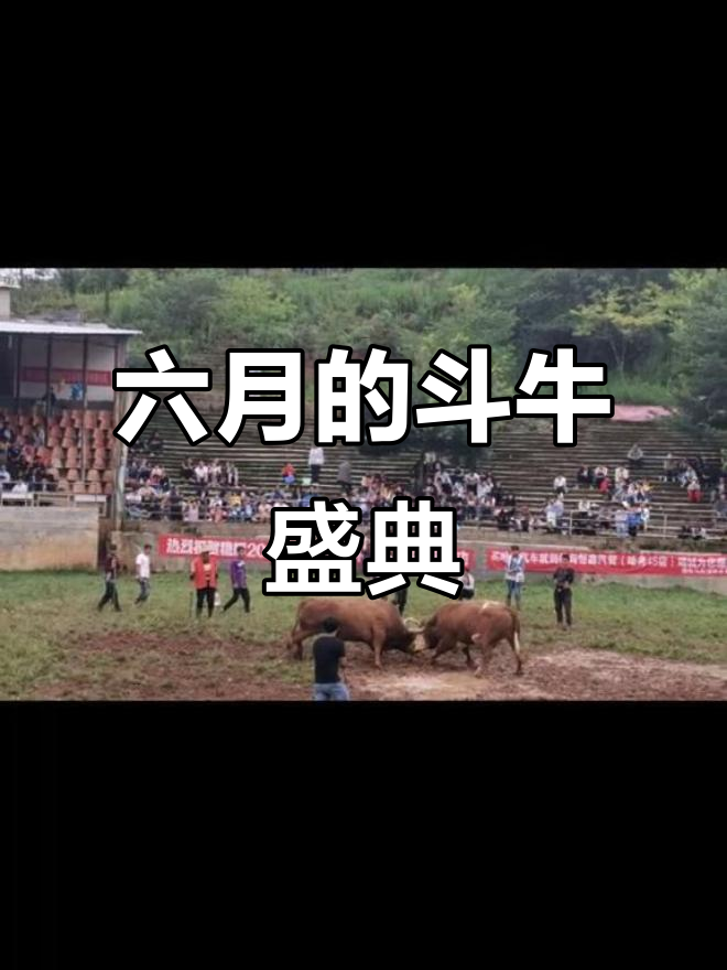 民族传统斗牛竞技盛典，文化与体育的完美碰撞的简单介绍