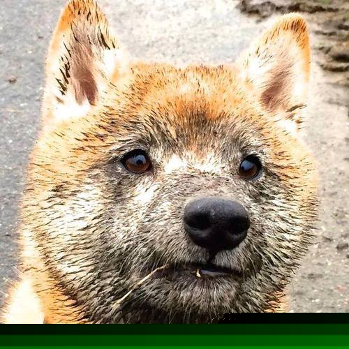 WRC年度盛典:车手、车队、赛道全景回顾,wrc车手总冠军