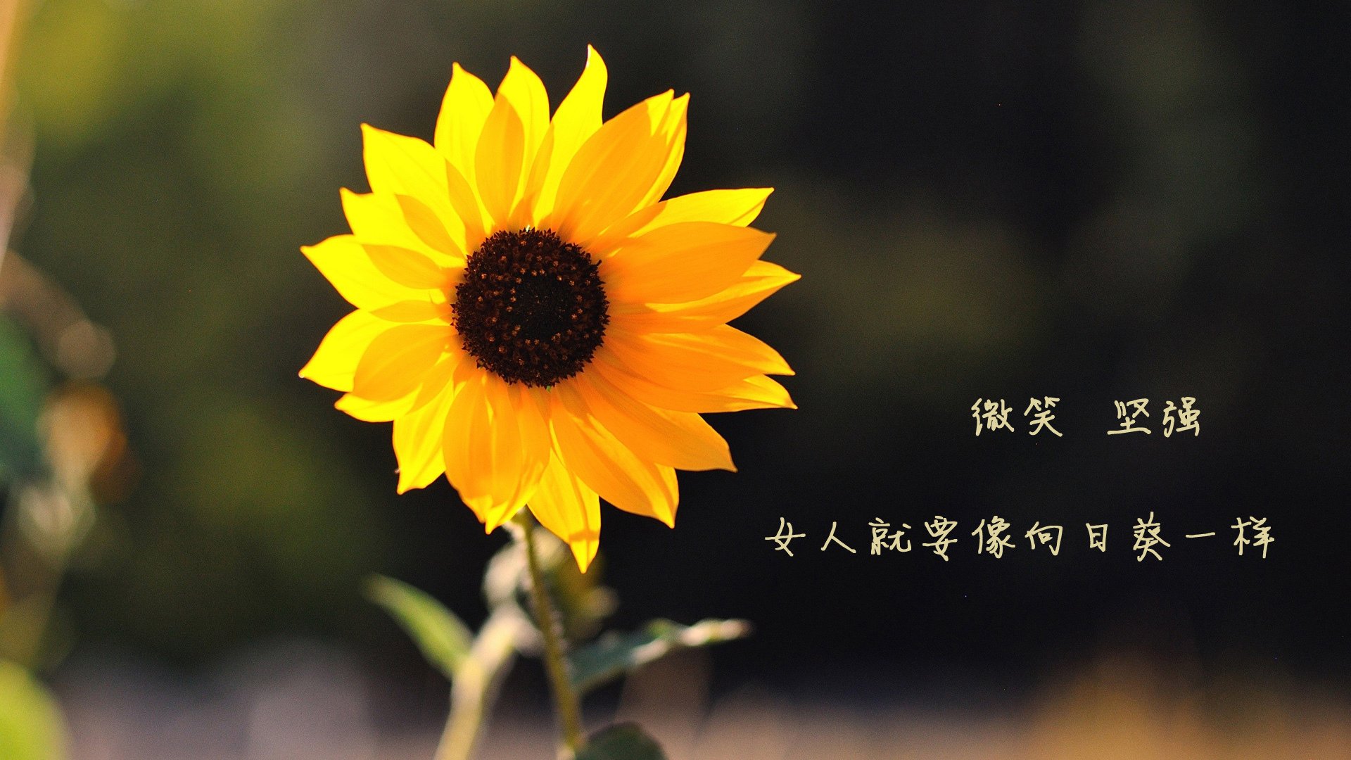 九游下载安装-尼斯主场连败，球队陷入连败泥潭，尼斯vs里昂比分预测