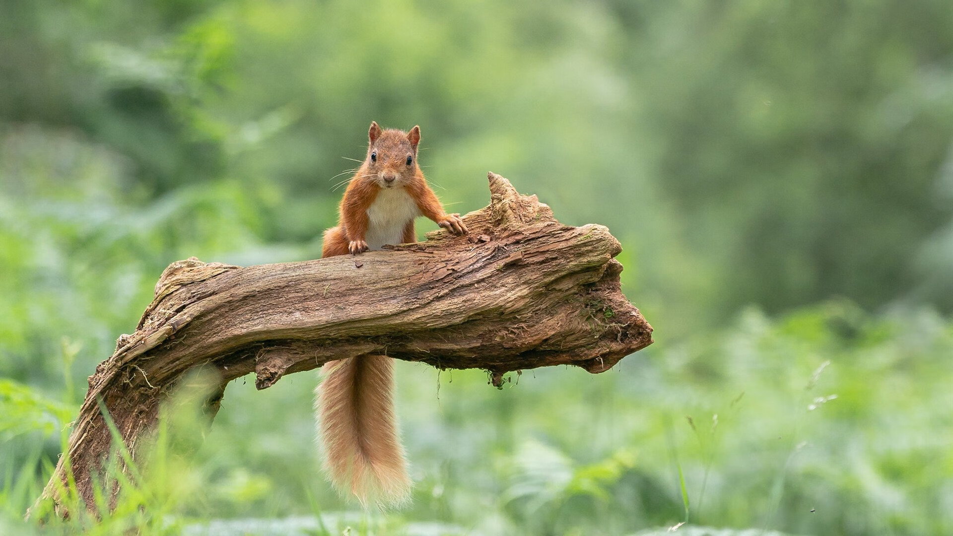 九游（jiuyou.com）游戏-PSG青年军崛起成为新希望