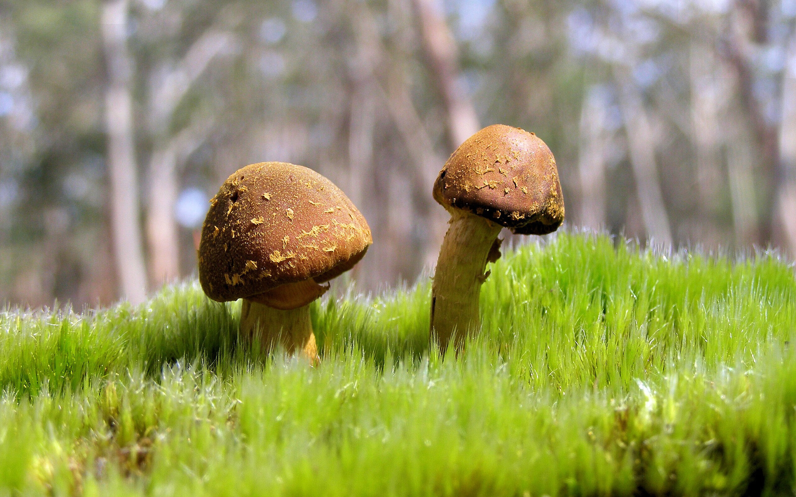 九游娱乐官网 (jiuyou)-“游泳赛场聚焦！2025世界游泳锦标赛开战”