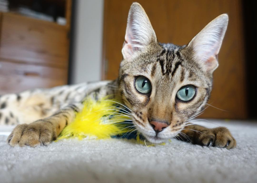 乒乓球赛事中首次应用智能实时分析,乒乓球比赛分析软件