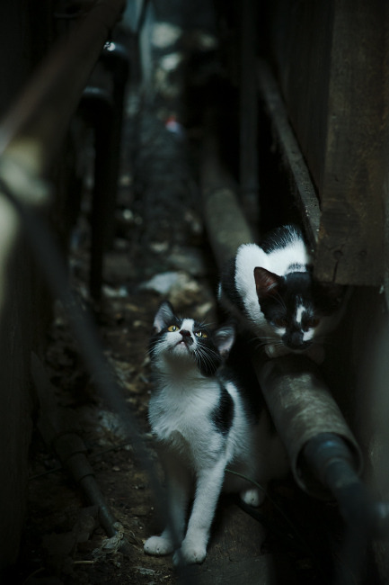 体育新闻中心承办新媒体环境下体育传播战略研讨会，体育传播活动中新媒体使用情况