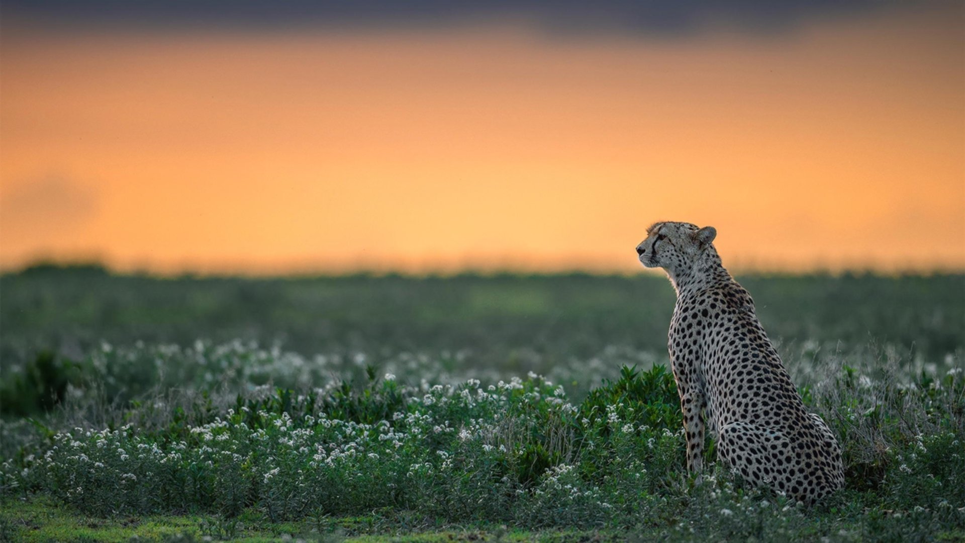 九游网页版入口-火箭球员伤情更新 预计缺席六周，火箭球员2021