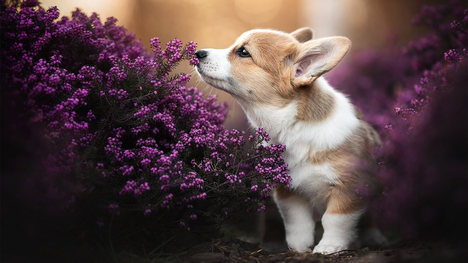 JIUYOU GAMING-稳定射手与情绪型球员谁更适合关键战，稳定射手和神射手