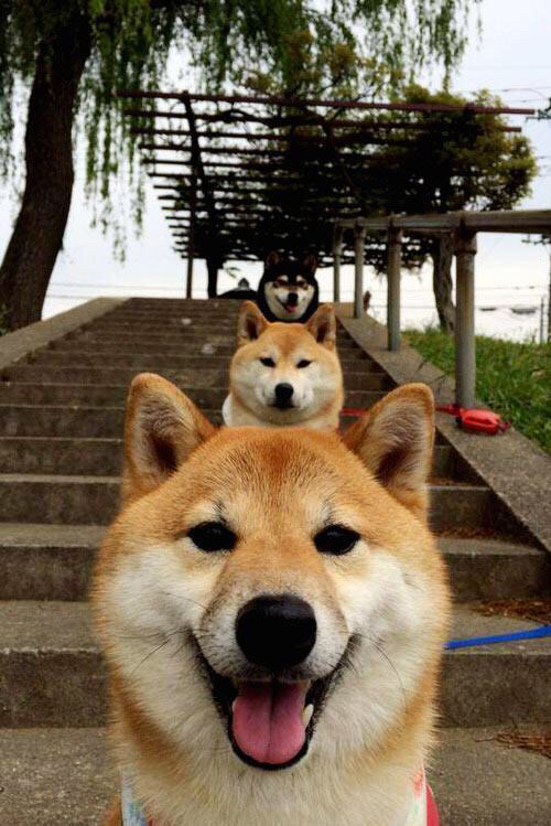 美国队赛制分析:如何通过赛制提升比赛中的应变能力,美国队 重赛