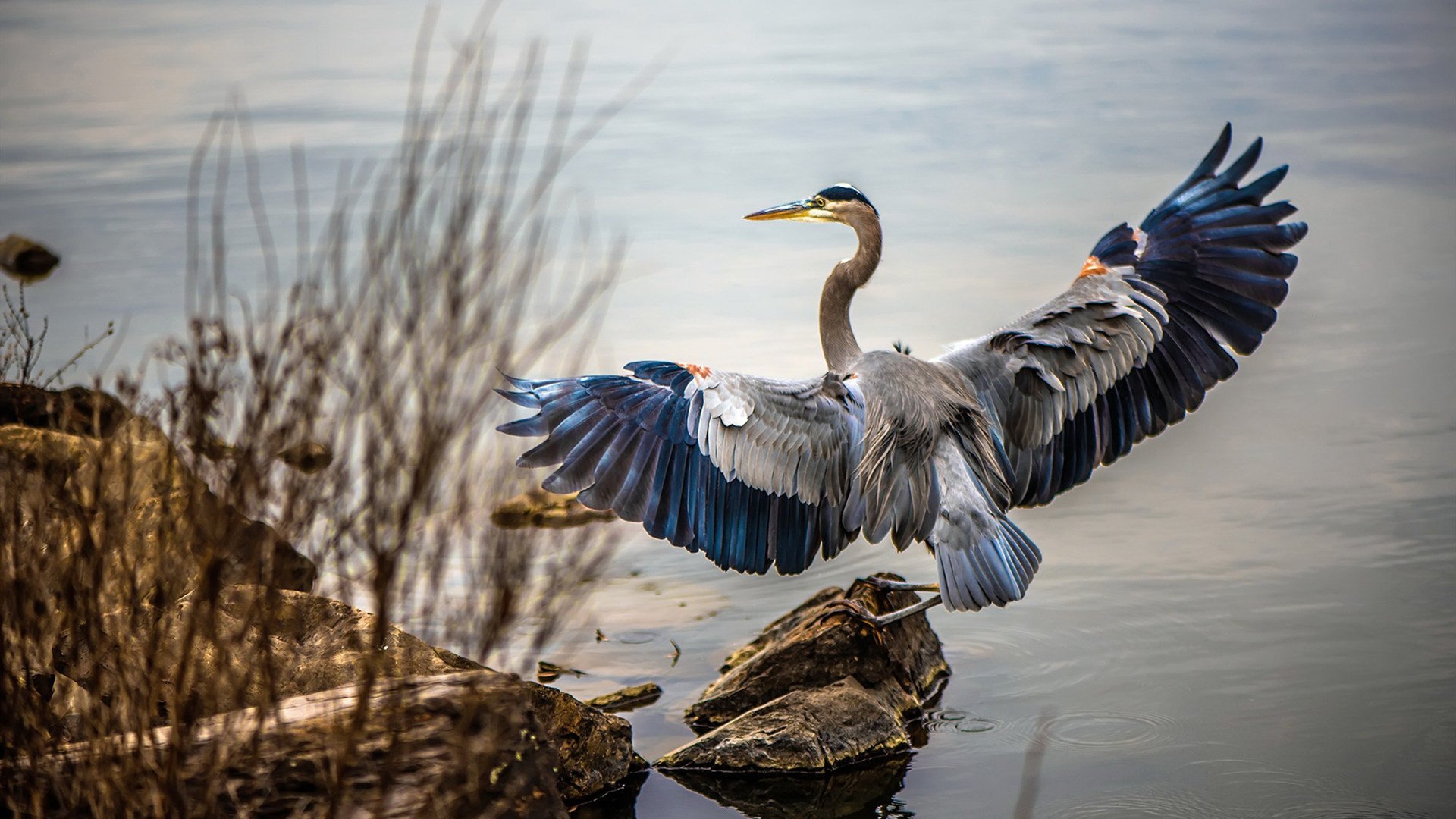 九游网页版入口-南非羚羊队：凭借出色的防守和精准的进攻，勇夺橄榄球冠军锦标赛桂冠