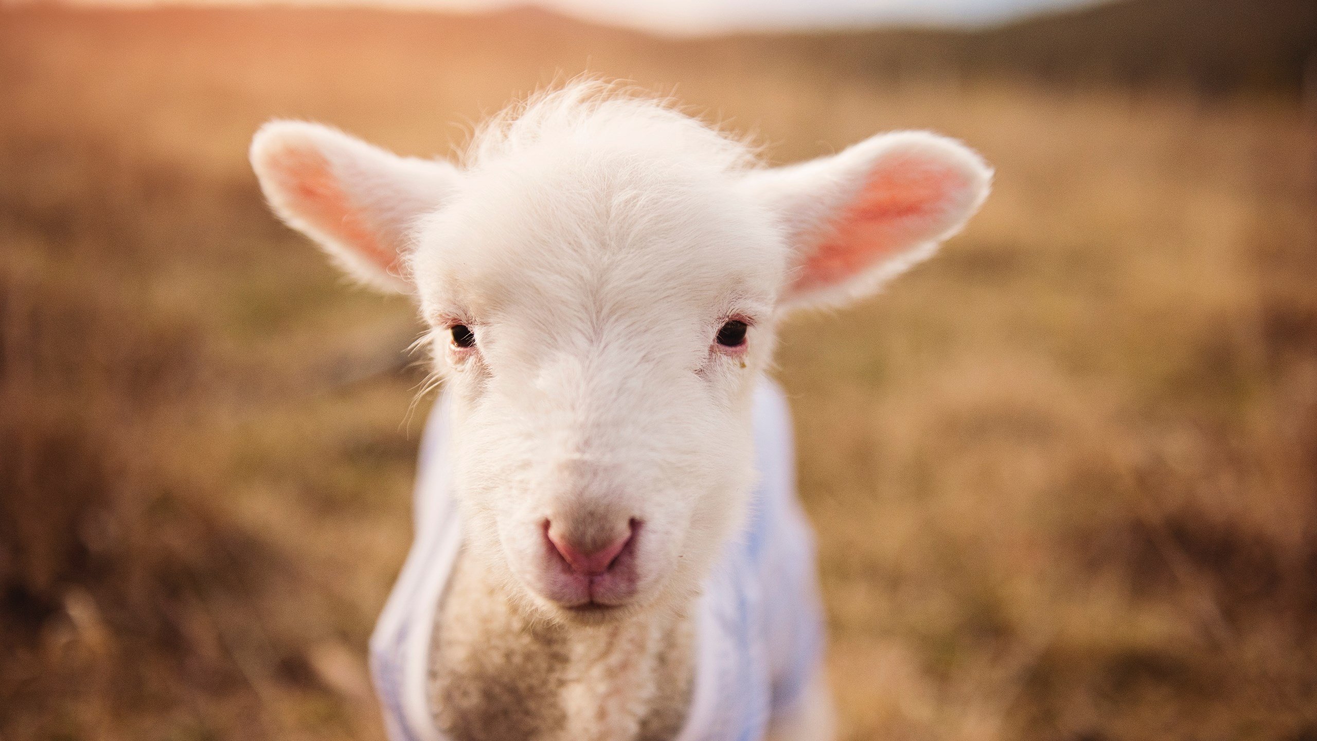 夏季篮球训练营火爆招生家长踊跃支持体育教育结合，篮球训练营寒假招生