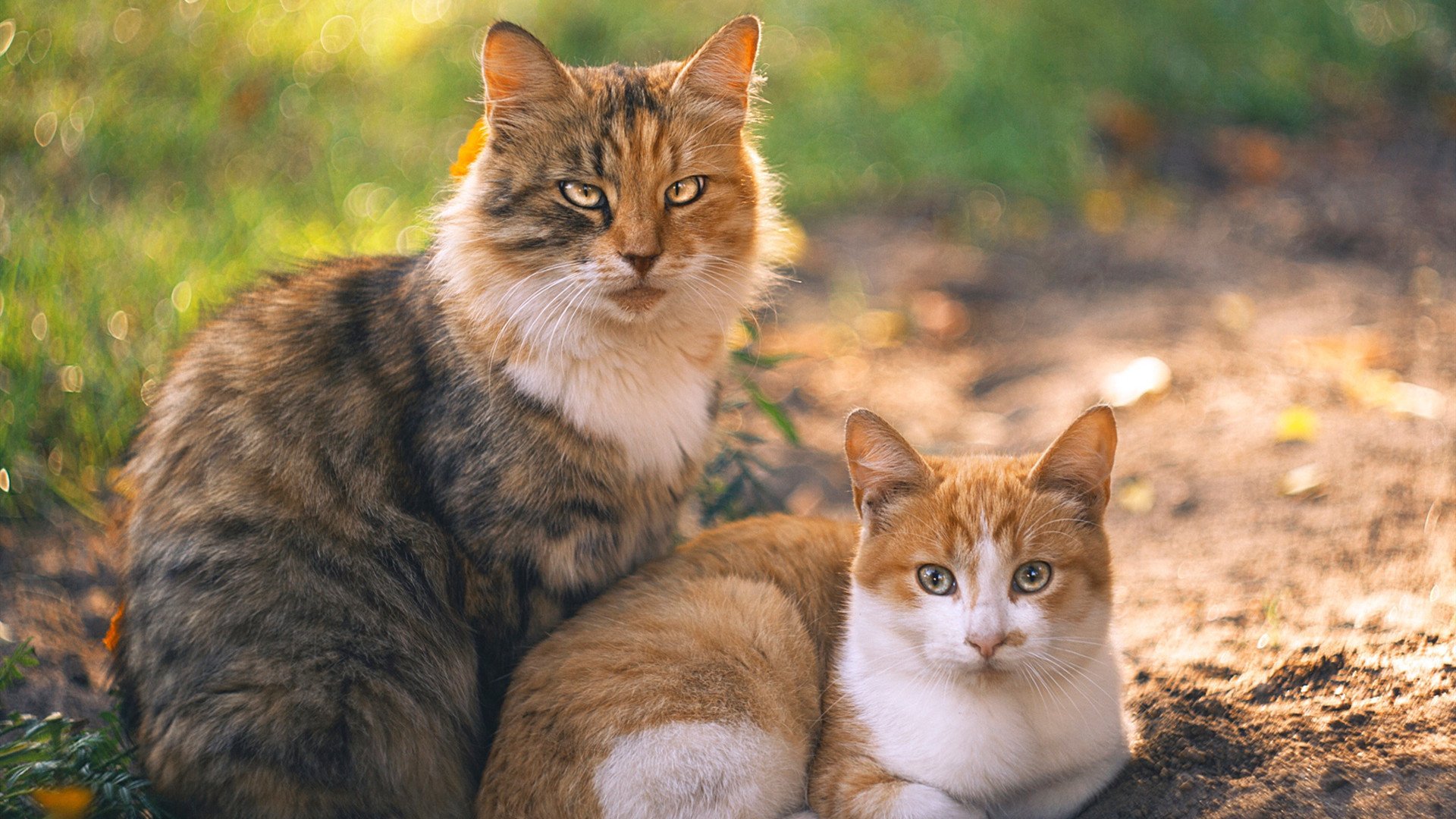 女子橄榄球崛起,哪只队伍最具看点?,女子橄榄球崛起,哪只队伍最具看点呢