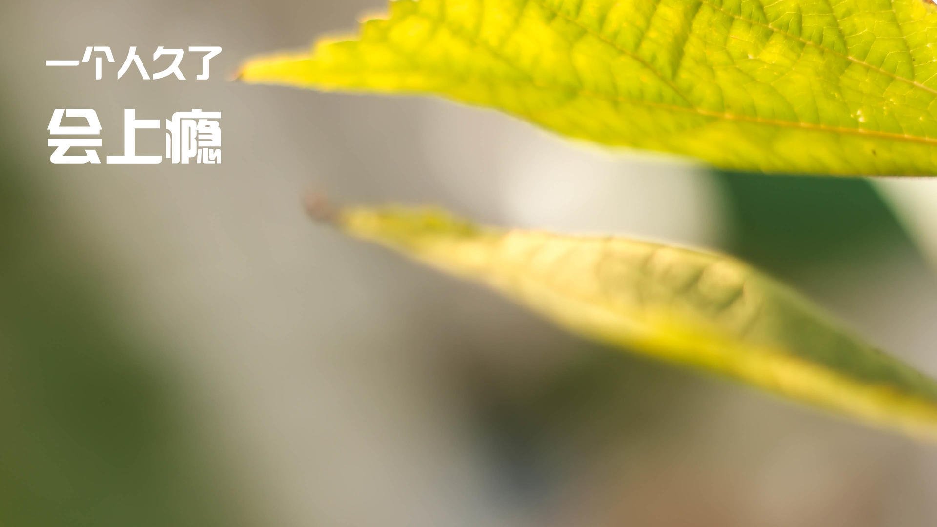 年轻跳水选手表现抢眼,潜力可待,最年轻的跳水女皇