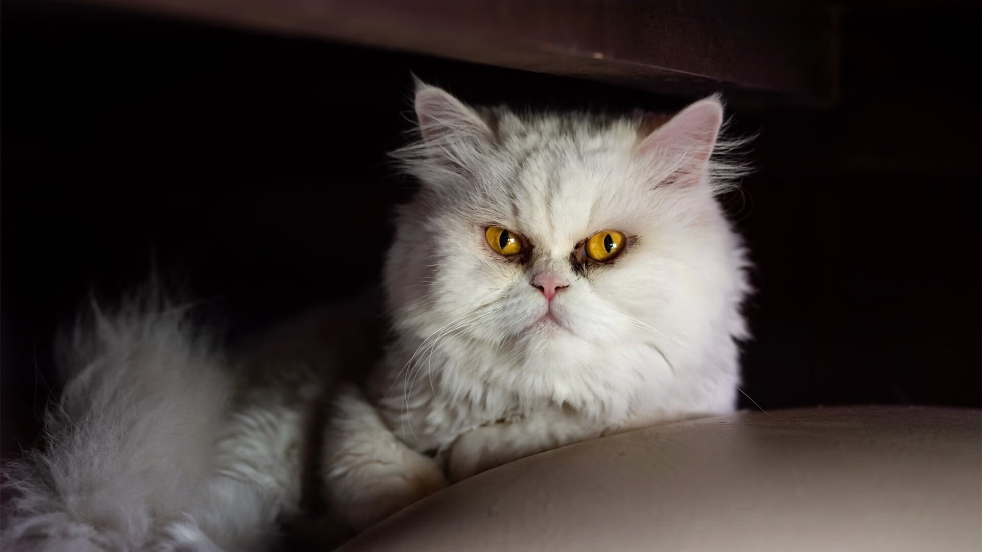 杰克·阿莱克西决赛表现亮眼夺冠有望，杰克 莱西