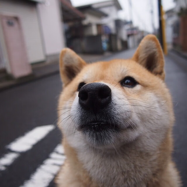 美洲杯明星狂欢：精彩集锦不停歇！，美洲杯巨星
